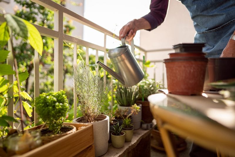 A watering can tipped over pots of succulents and herbs on a sunny apartment balcony