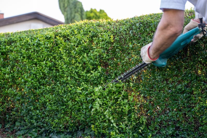 A long formal hedge clipped to a crisp, straight line, seen down its length.