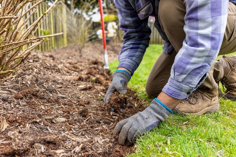 Gloved hands weeding and topping up a mulched garden bed beside a lawn