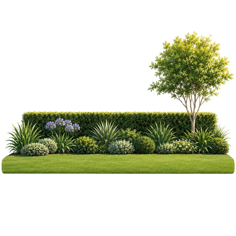 A clipped hedge, flowering agapanthus and a young tree above a mown lawn.