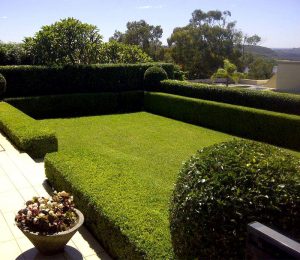 Front Yard