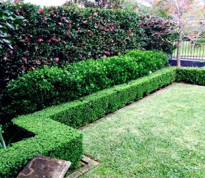 Beautiful Garden