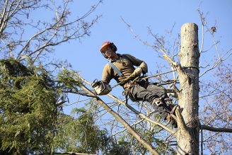 Tree Removal & Arborist Services