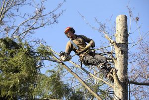 Tree Removal & Arborist Work